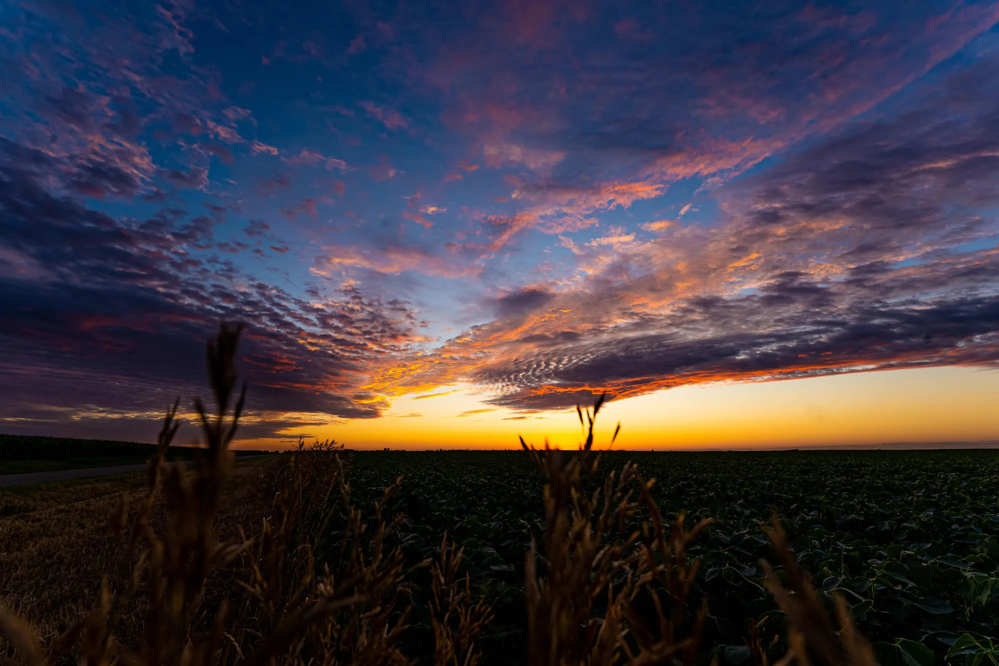 corn field at sunset
