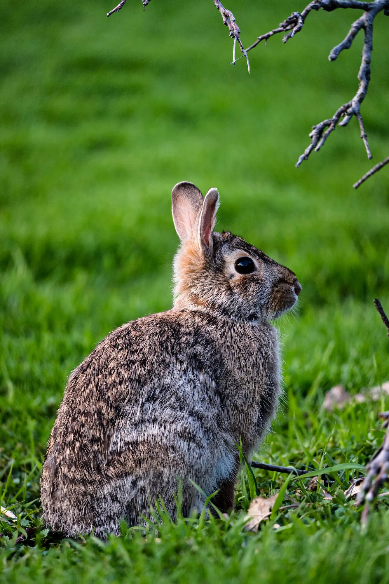 rabbit on green grass