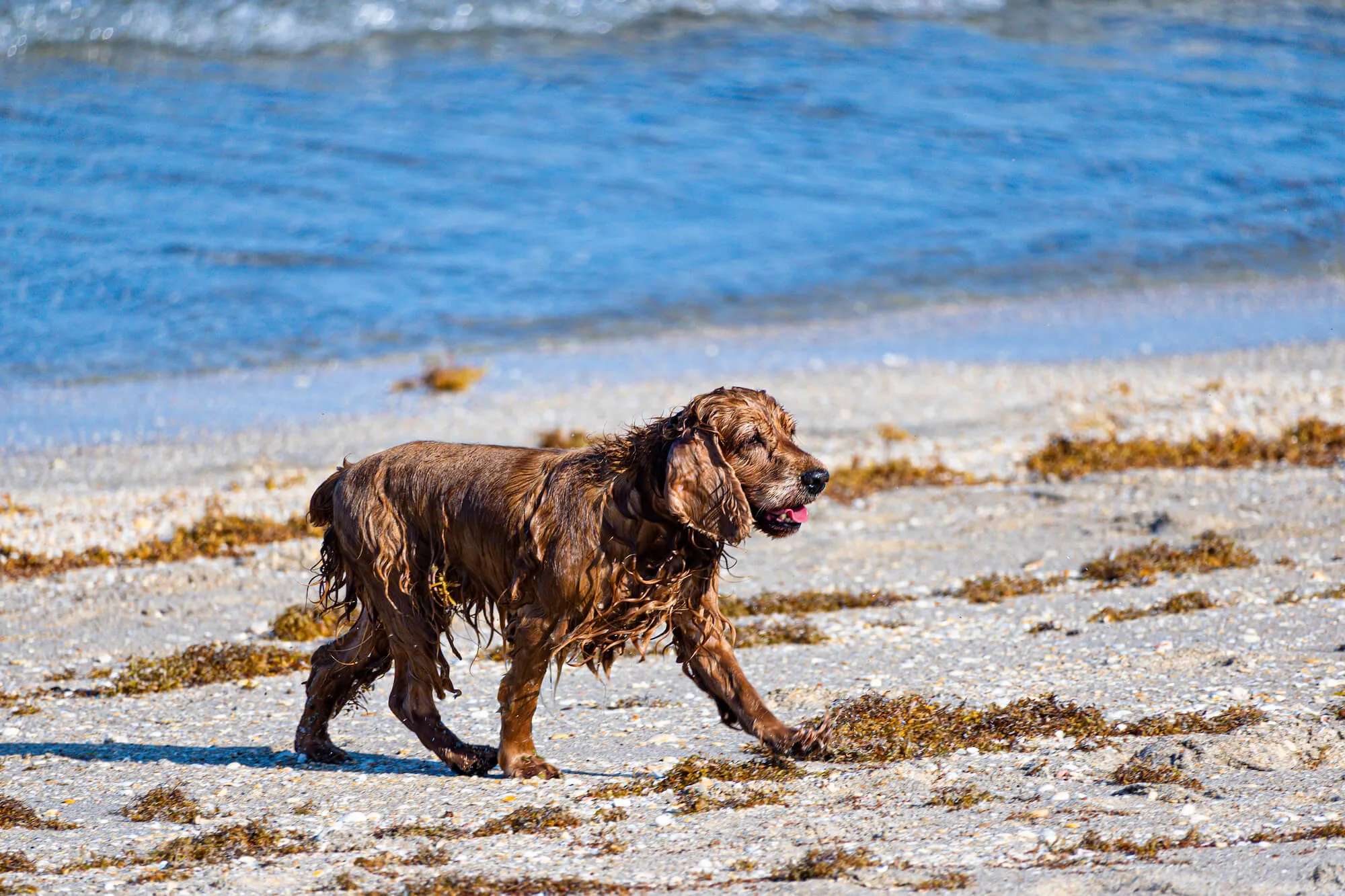 wet dog at beach