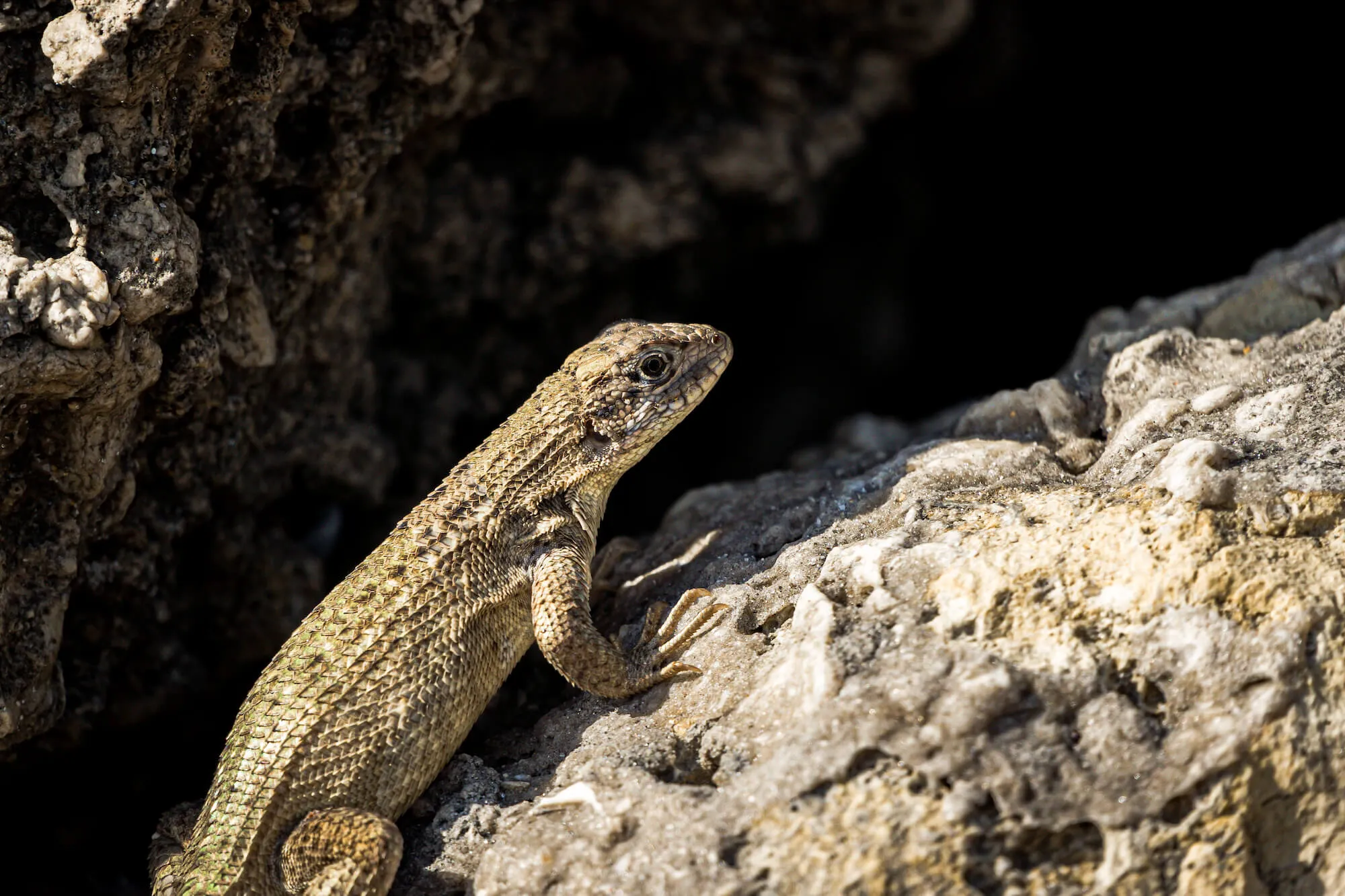 lizard on a rock