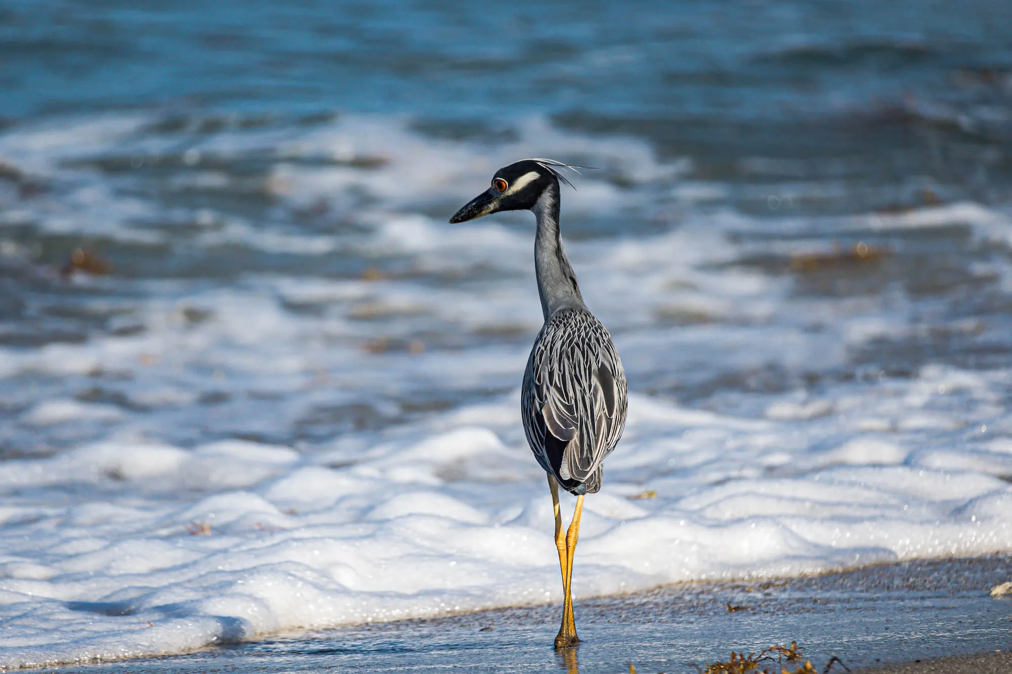 bird on the beach shore