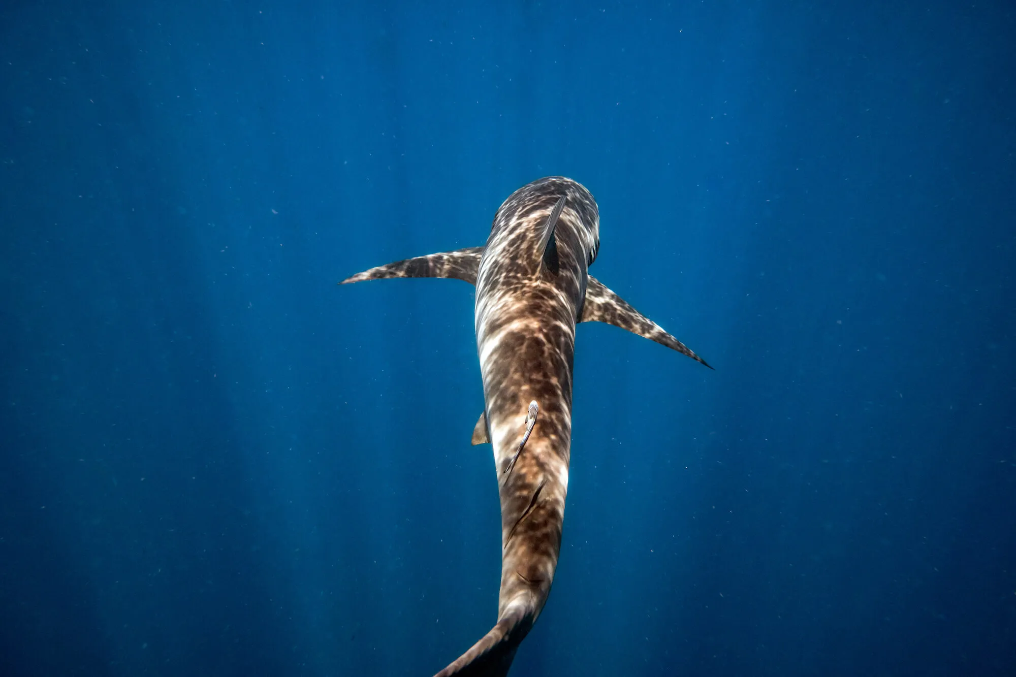 shark