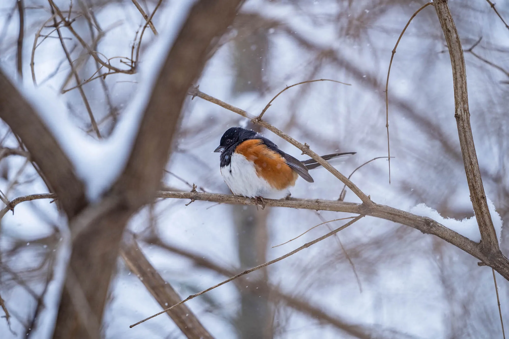 small bird on snow covered branch