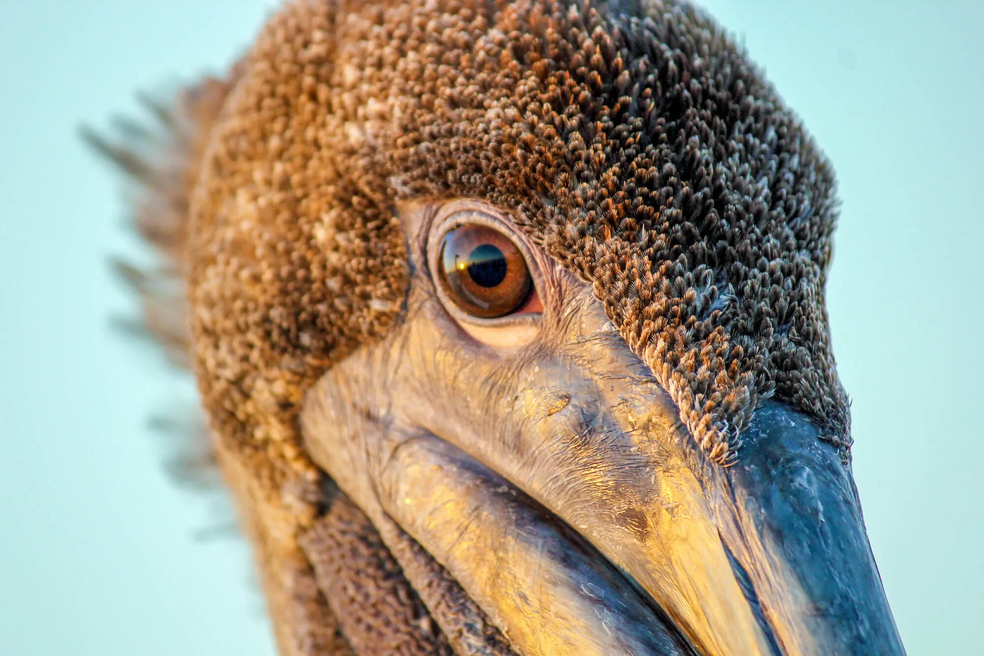 close up of bird