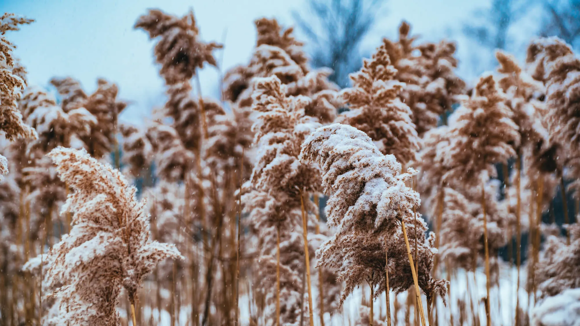 reeds covers in snow